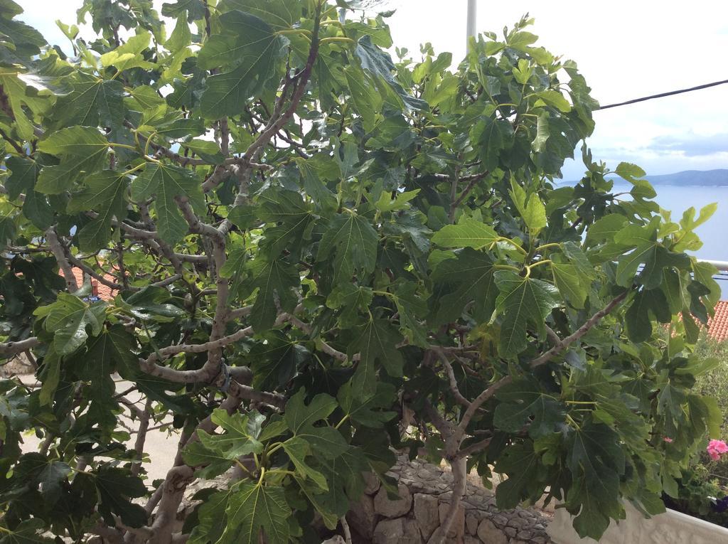 Apartments More Marusici Marusici  المظهر الخارجي الصورة